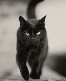 Black Cat — фото 1